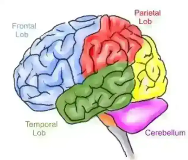 Beynimizin Kullanmadığımız Kısımı Var mı? Gerçekler ve Yanılgılar