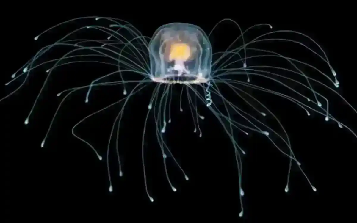 Bilim İnsanları Ölümsüzlüğü Arıyor Mu? - Kapsamlı Bir İnceleme