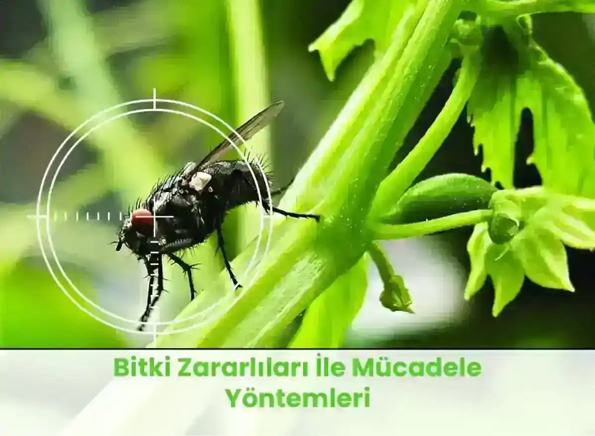 Doğal Böcek İlacı Yapımı: Bahçeniz İçin Güvenli Çözümler