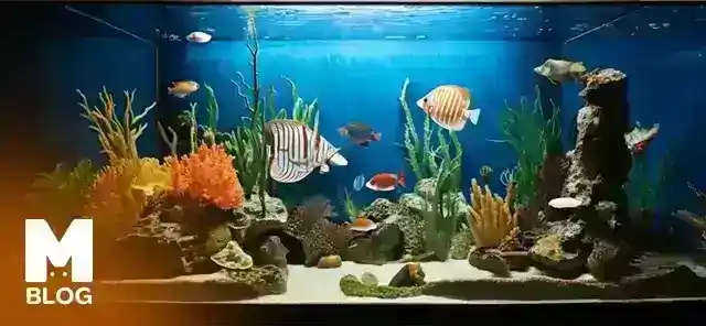 Evde Akvaryum Kurulumu: Balık Türleri ve Bakım İpuçları