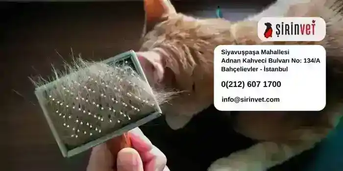 Mart Ayı Kedi Tüyü: Dökülme Fırtınasını Atlatma Rehberi