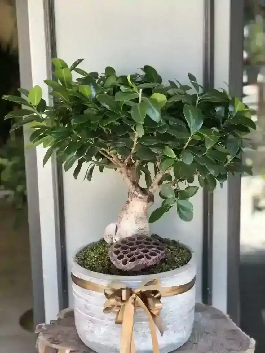 Yeni Başlayanlar İçin Bonsai Sanatı: Temel Bakım İpuçları